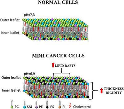 New Insights Into Targeting Membrane Lipids for Cancer Therapy